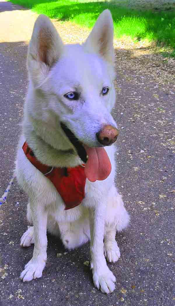 snow husky blanc aux yeux bleus à adopter au refuge sos animaux 78 au Chesnay près de Versailles